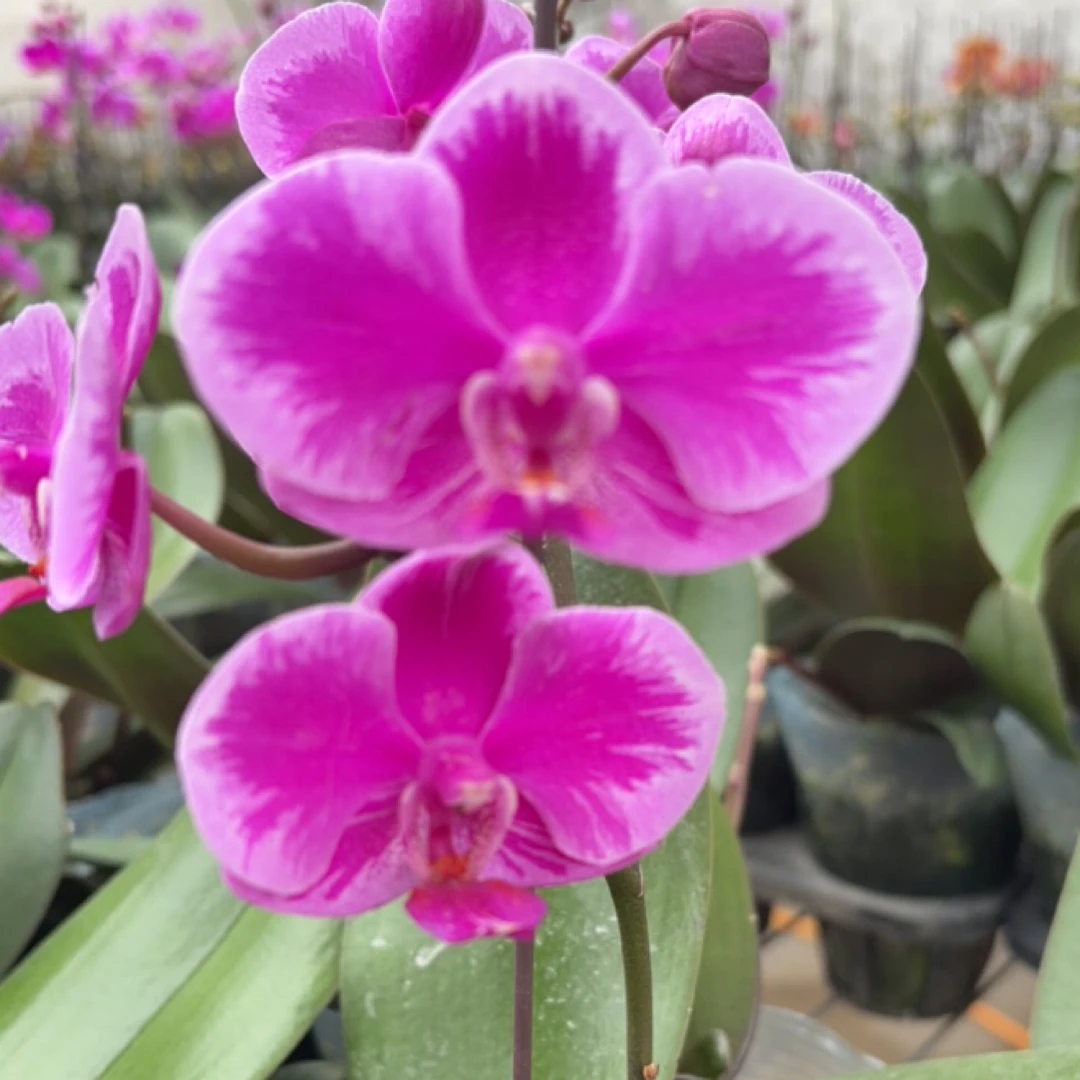 插脚满天红花苞珠紫色梦幻年宵花