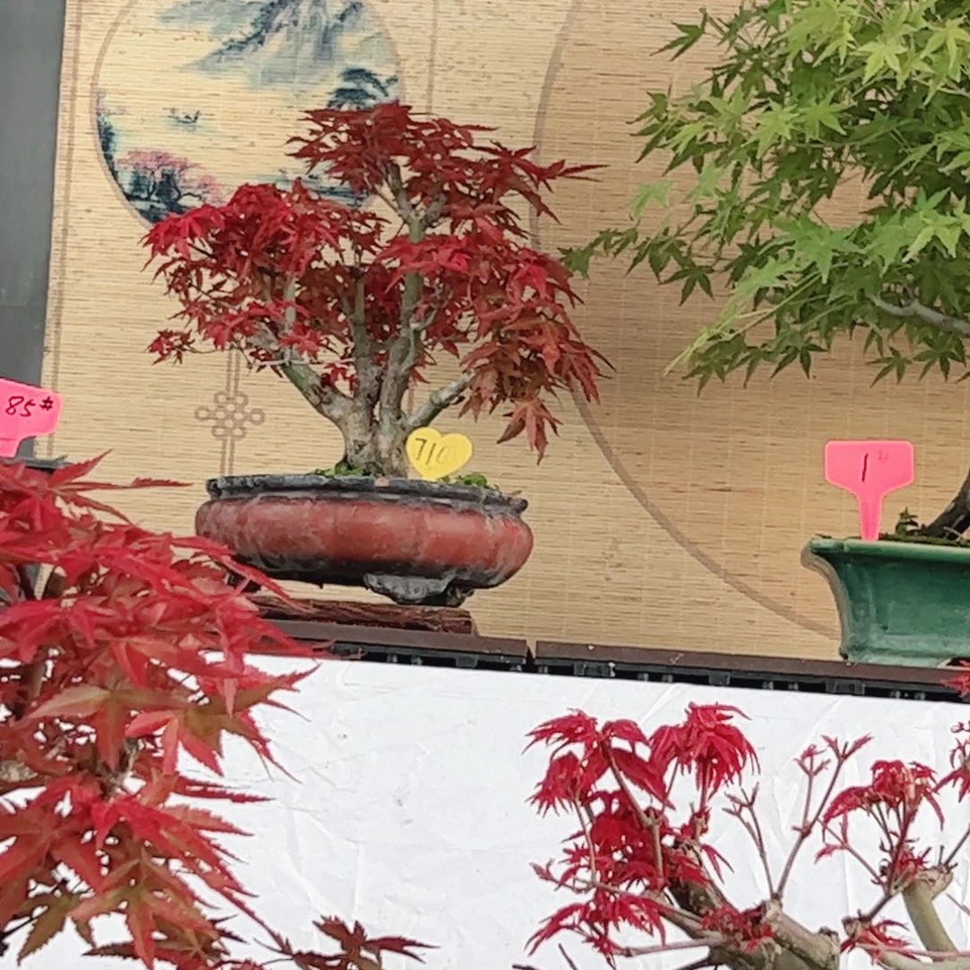 脑***.无花朵枫树……枫树