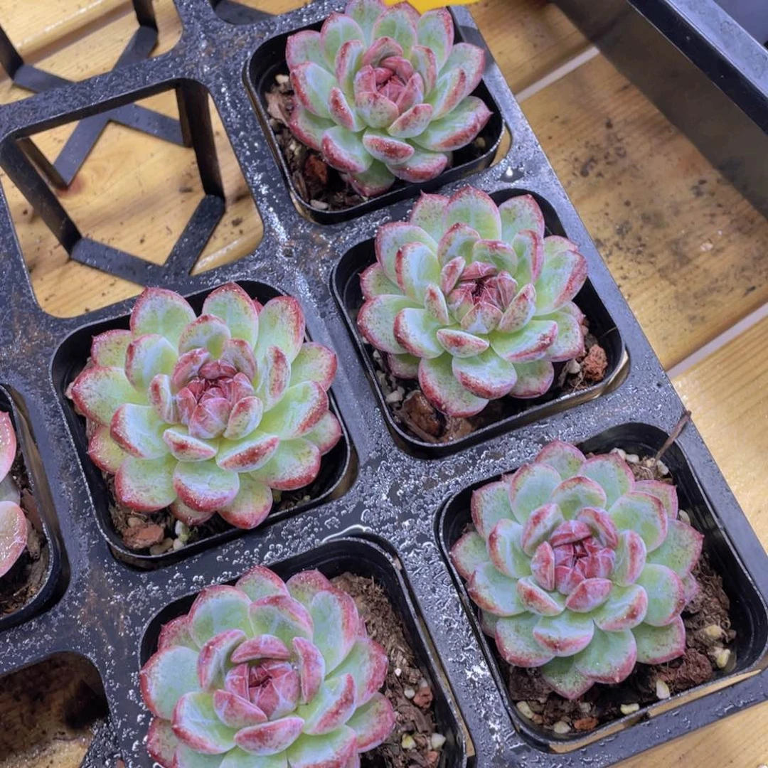 322号 糖心墨钻单头一个