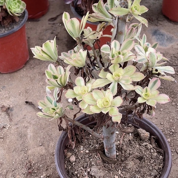 238保时捷多肉植物法师