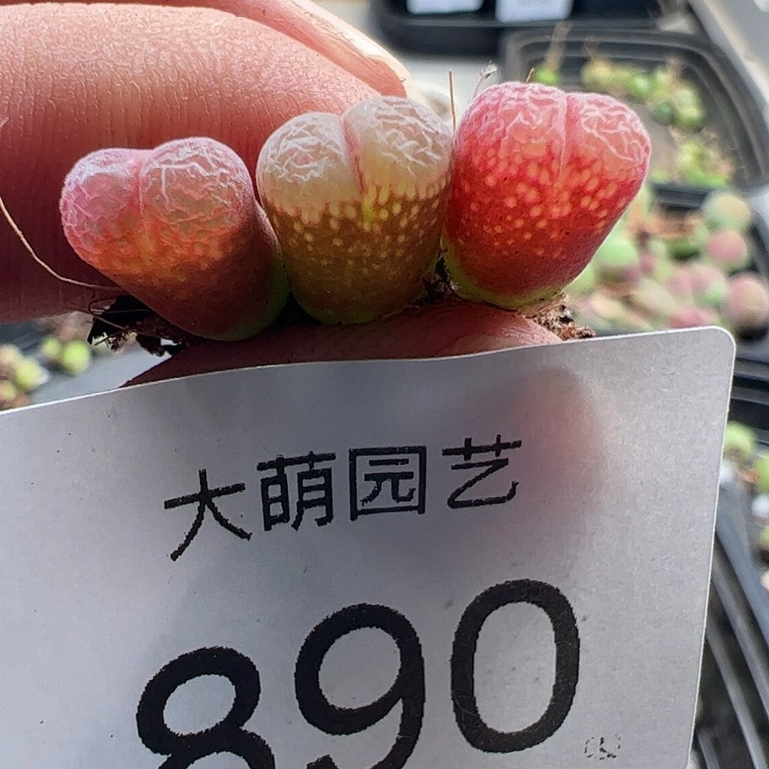 一物一拍MG1492.9大熊猫红风铃890