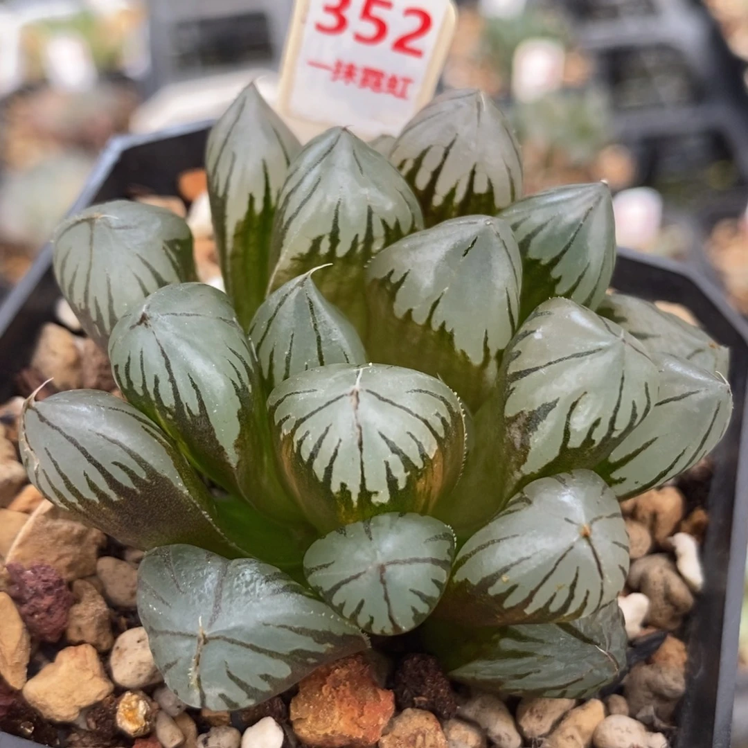 352水晶玉露一物一拍