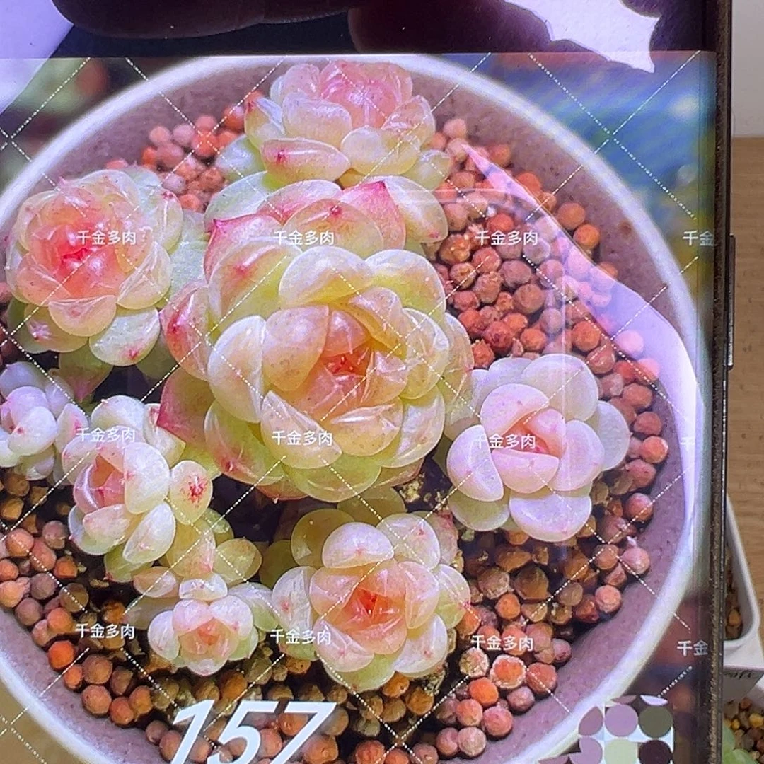 157甜心。    状态图