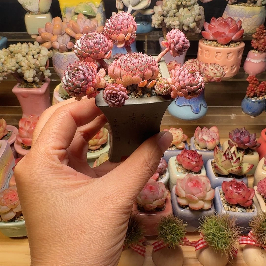 小红衣 多肉含盆土 一物一拍