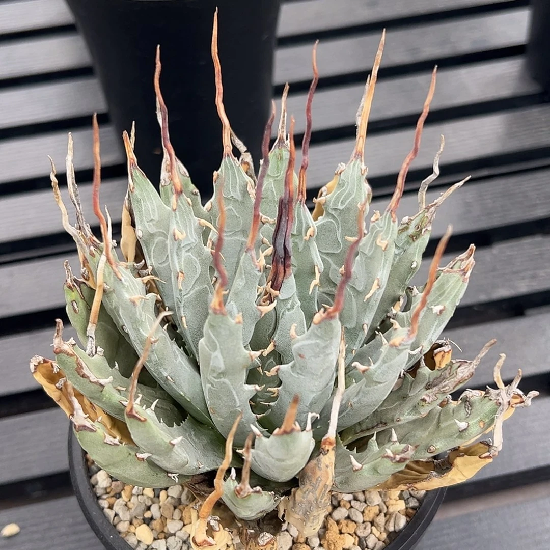 无花朵妖炎熟桩带盆 8折价 红刺