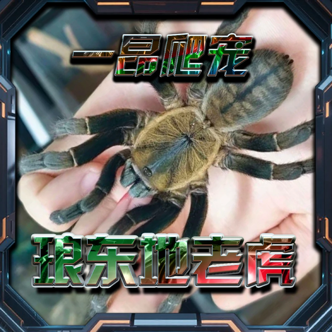 琅东地老虎 穴栖蜘蛛 活体宠物