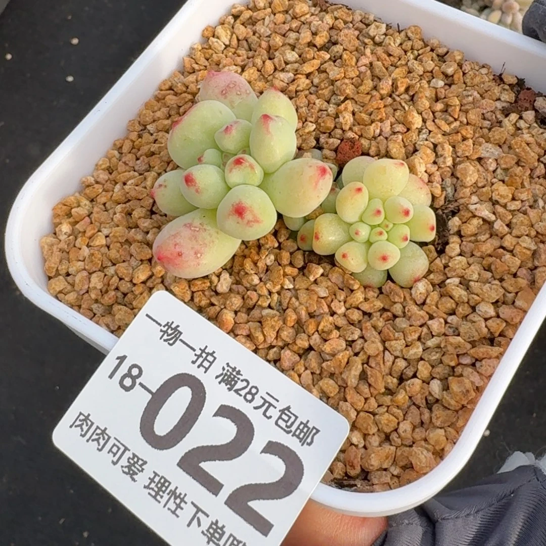 茉莉青提无盆土发货无