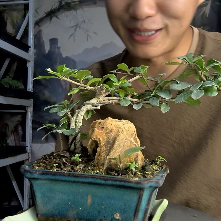 哈****哈中青园艺一物一拍24