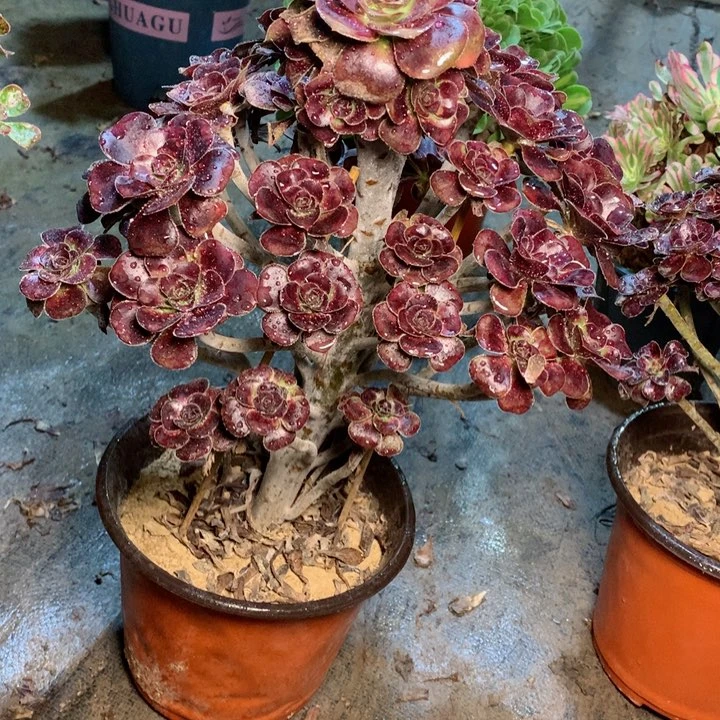 48玫瑰圆叶多肉一物一拍