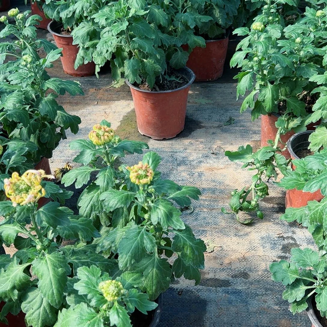 完全开放粉天鹅一盆