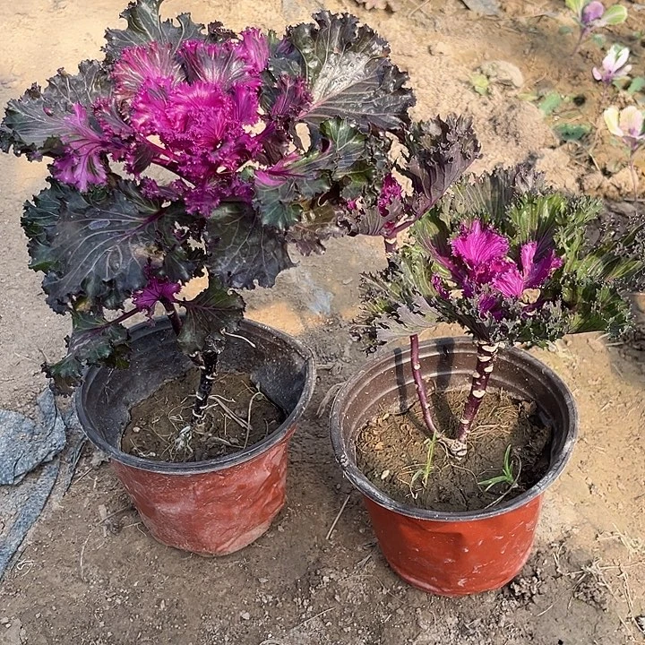 红闪亮➕红水晶各一颗