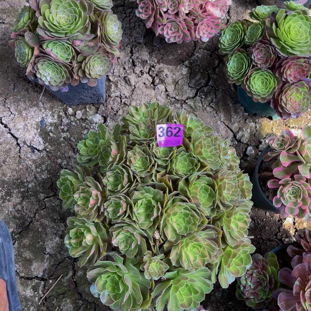 女巫中斑法师6-35