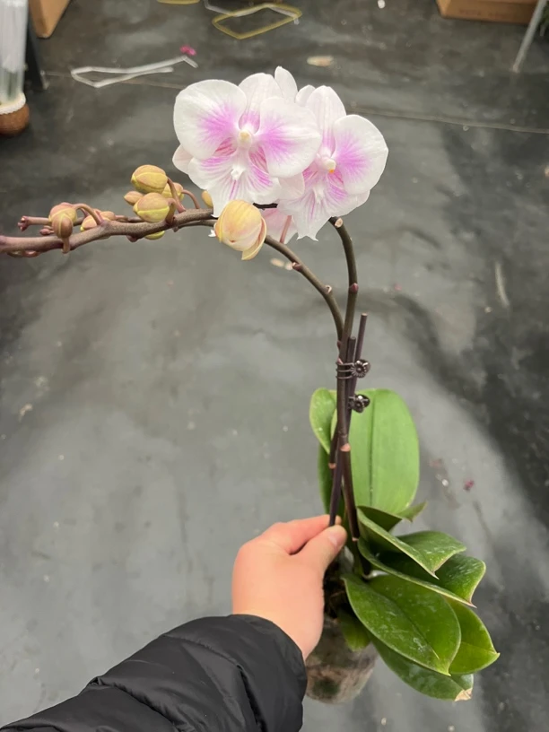 鲜花《白海豚》蝴蝶兰云南源头基地直发