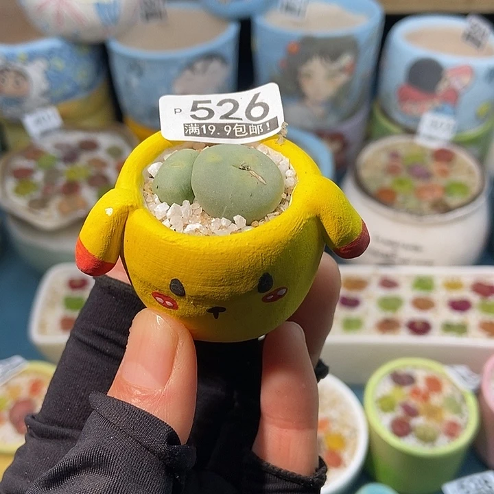 大舅生石花肉锥多肉526