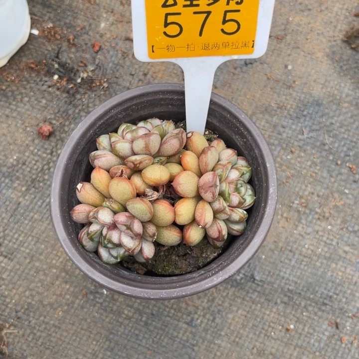 ****云尘多肉一物一拍575