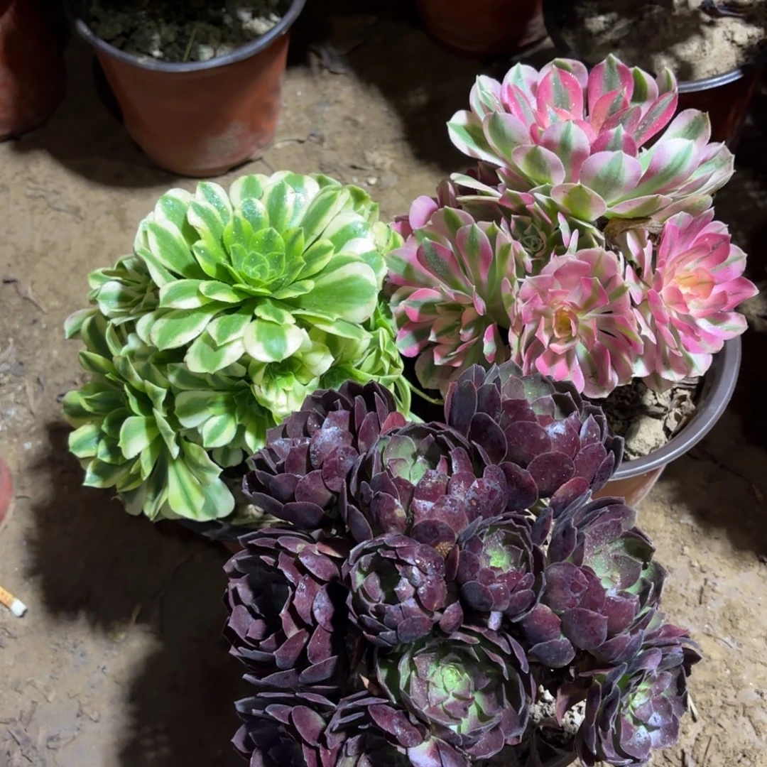 黑玫瑰绣球金丝翡翠粉女巫19.8