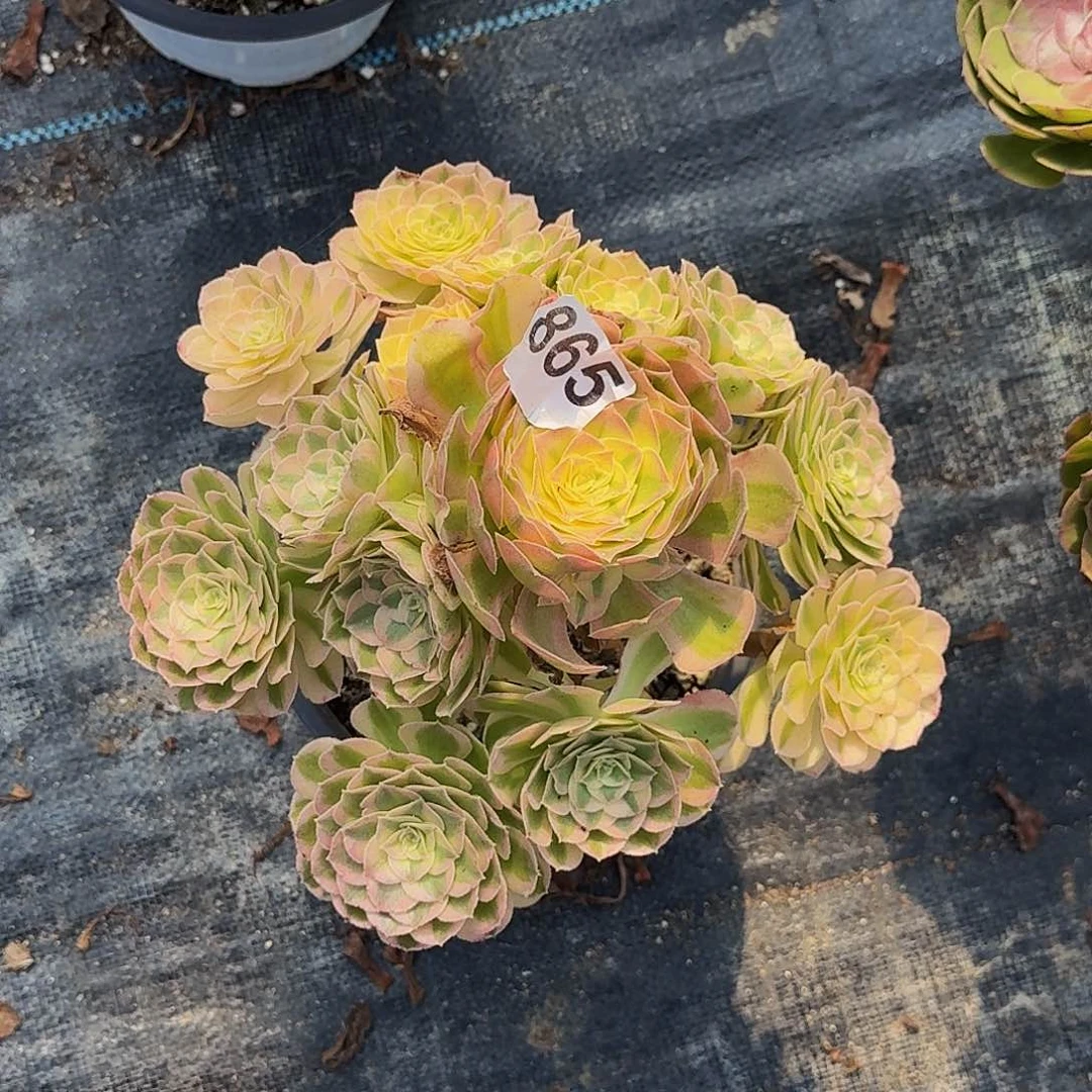 ****灵不开花植物865粉体海王半木质桩