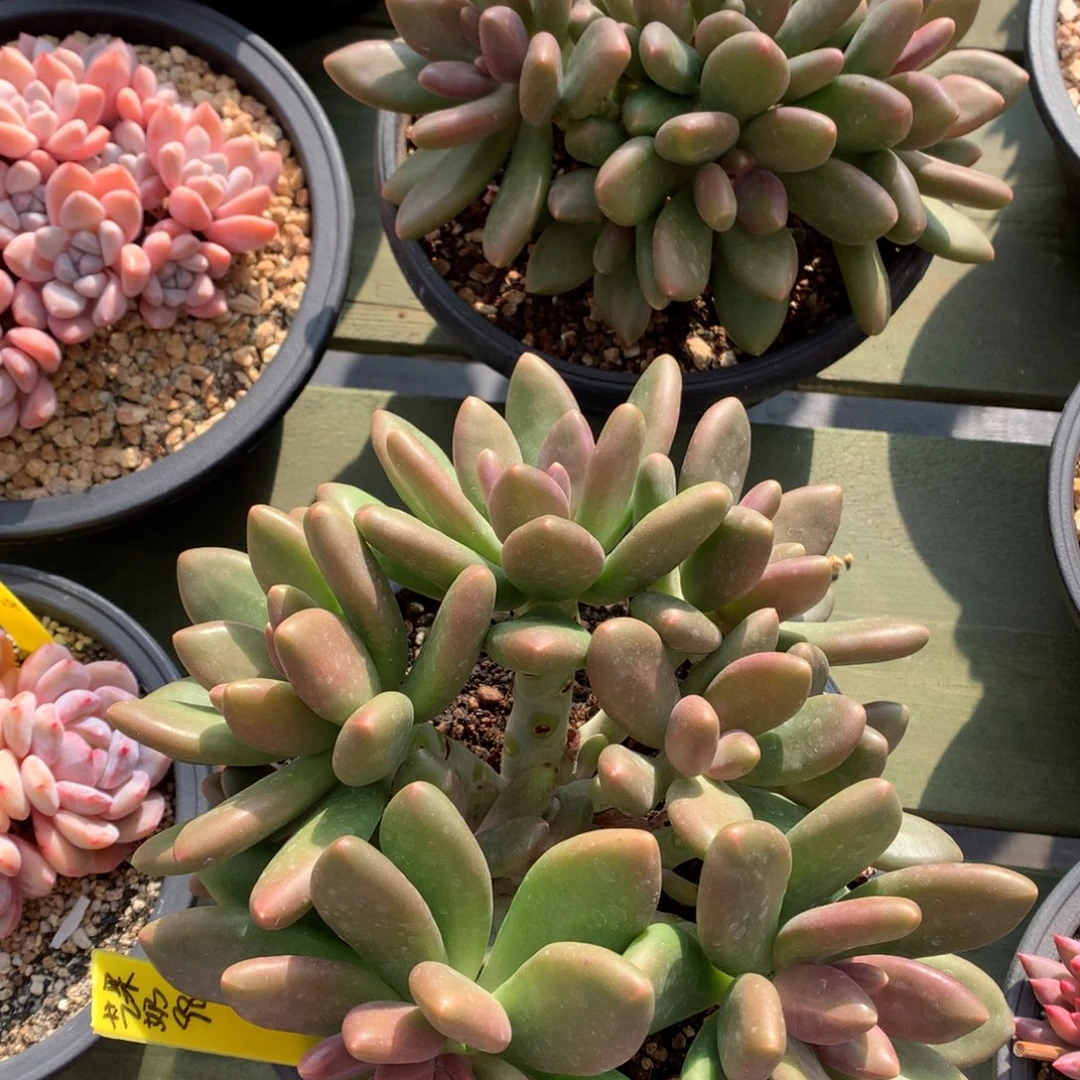 芒果奶 多头 一颗