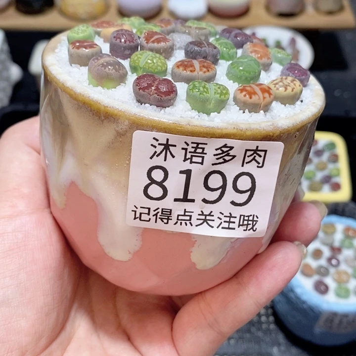 带盆土植物 精美盆栽8199