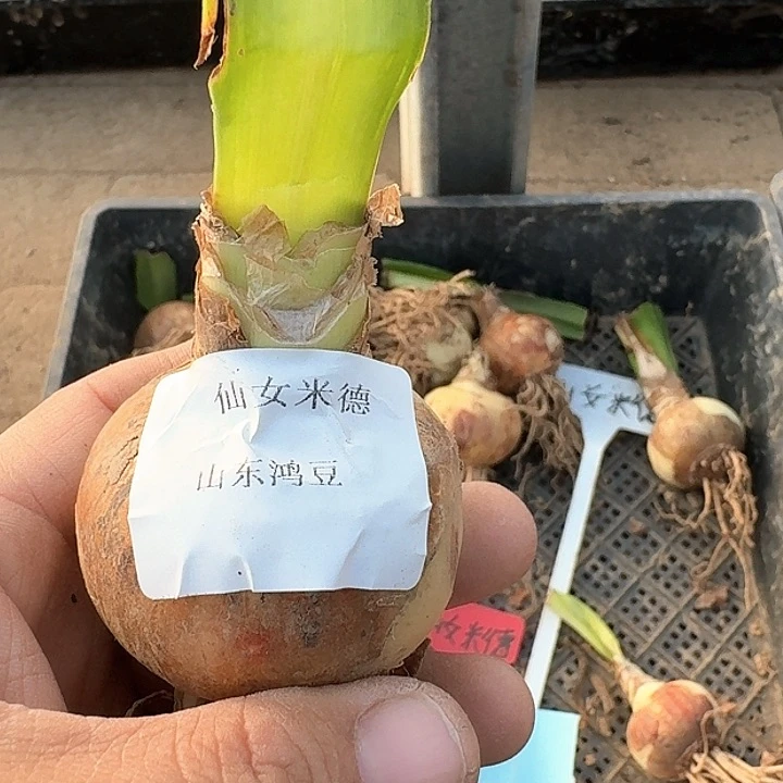 当前无花朵，栽培后可花朵简**活仙女米德