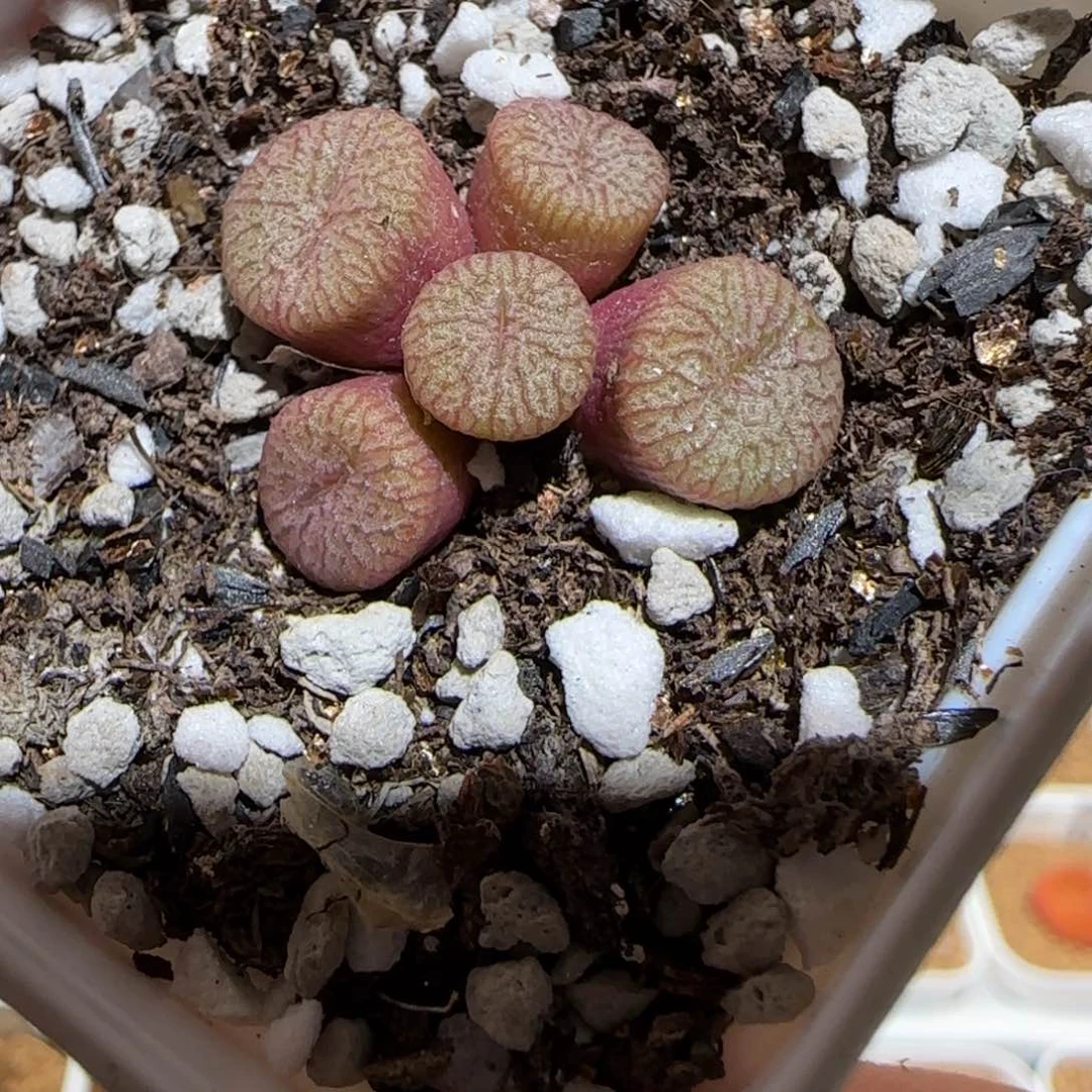 肉锥多肉植物组合-流水铜壶1767