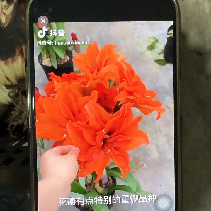 直径4厘米花后，残次，超级软的球