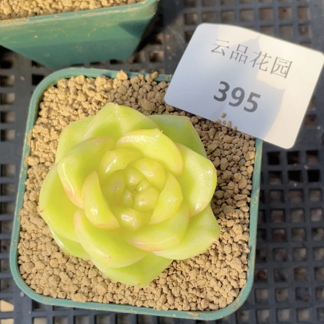 395号糖心冰心珍妮 抹茶芭菲