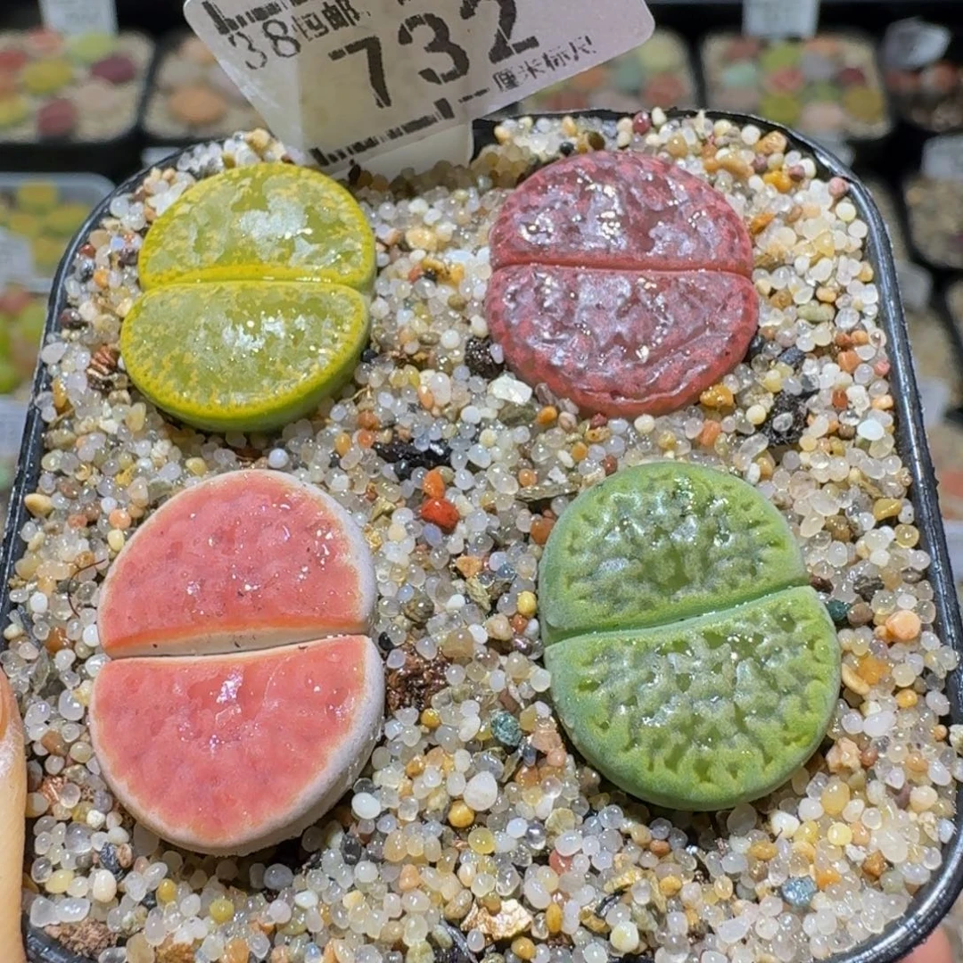 Ssss清货便宜出了732卡1.8