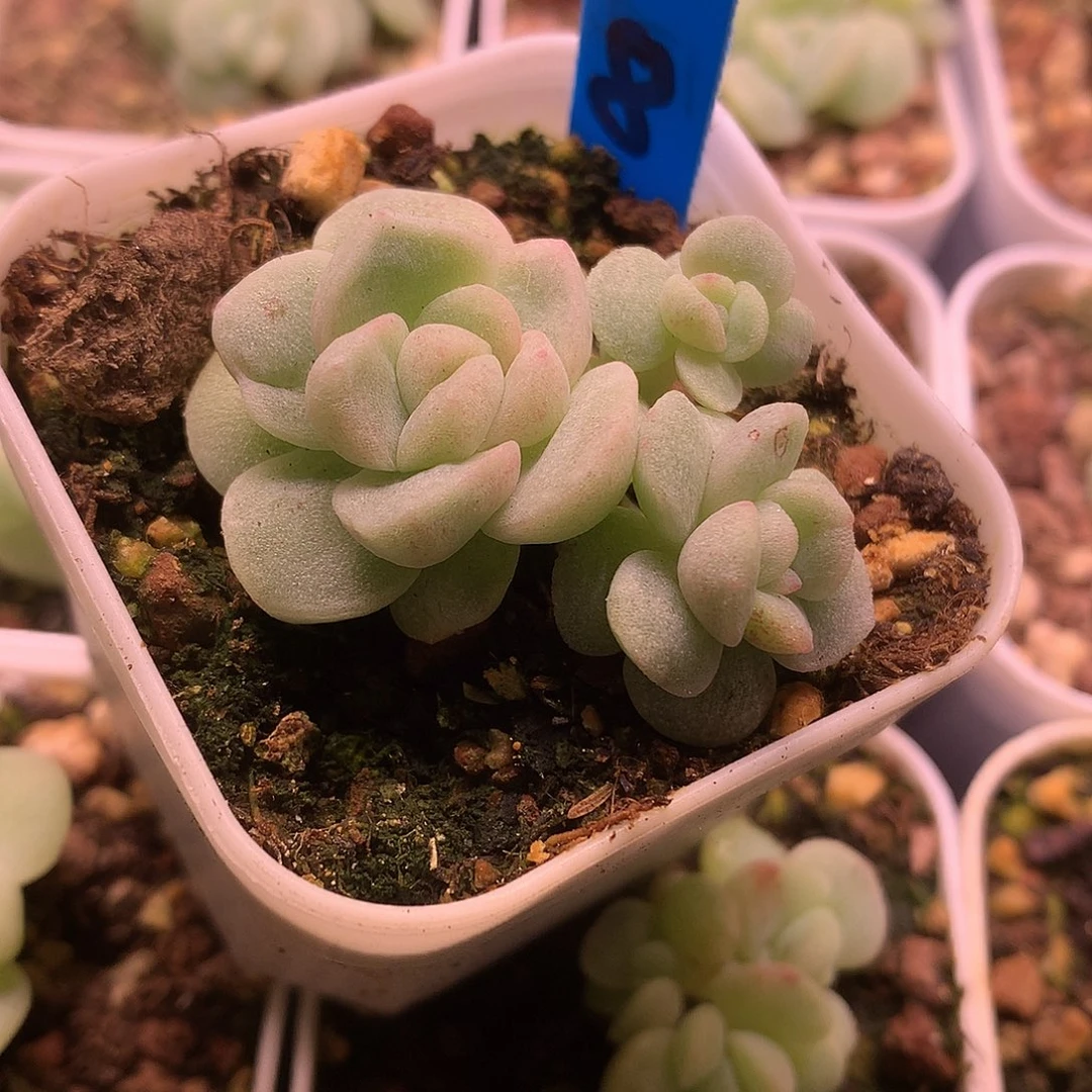 冰玉石化锦三头一物一拍