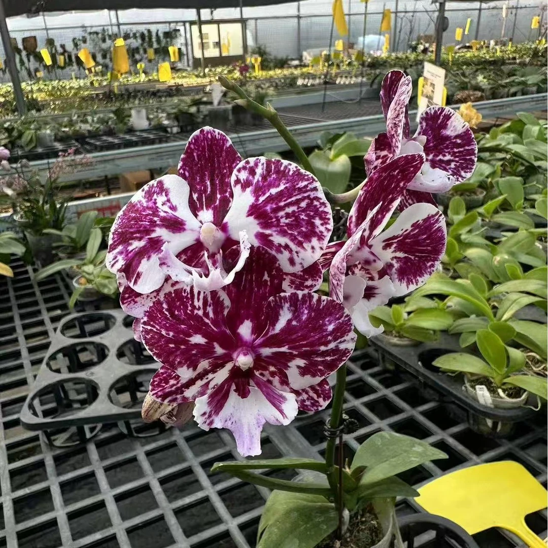 2.5寸  五花肉大舌头-苗 叶微瑕【1.7升2.5 刚出根】  蝴蝶兰