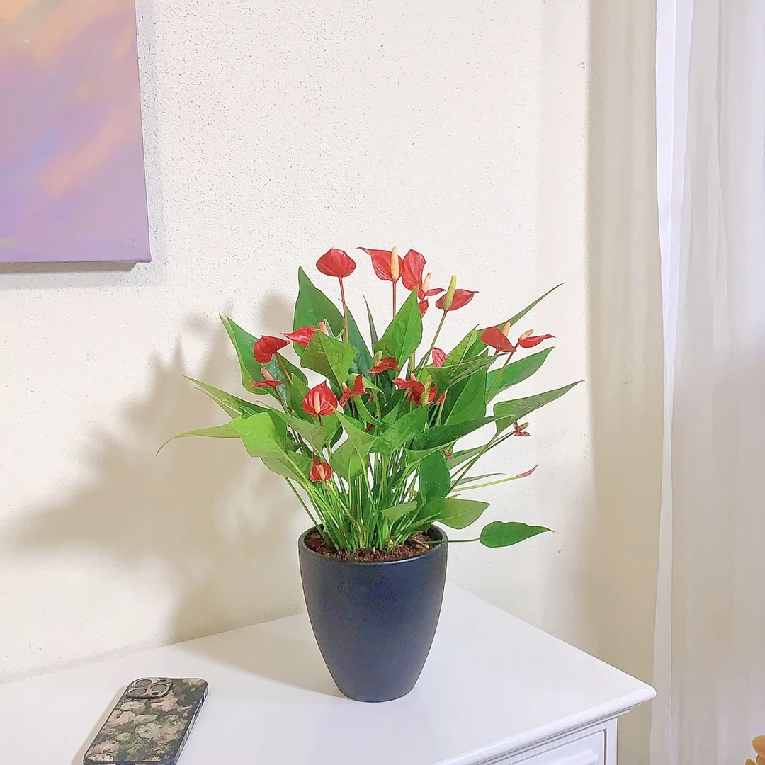 满天星红掌开花机器桌面开花室内盆栽观花花卉植物园绿植观花易活