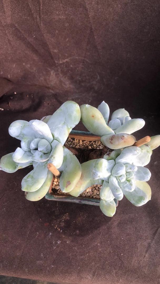 多肉植物拇指老桩精控