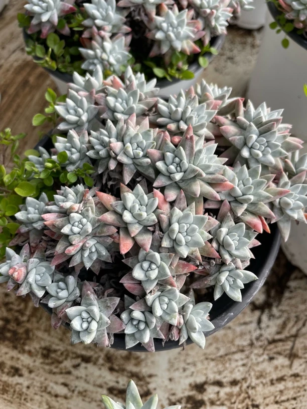 白菊仙女杯整群无砍30头以上一物一拍