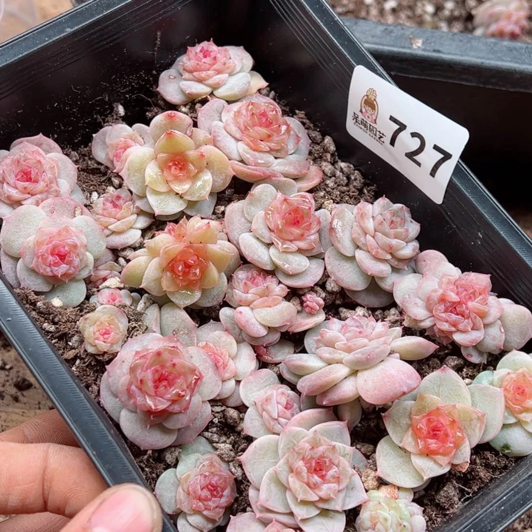 ?****浠多肉植物多肉植物