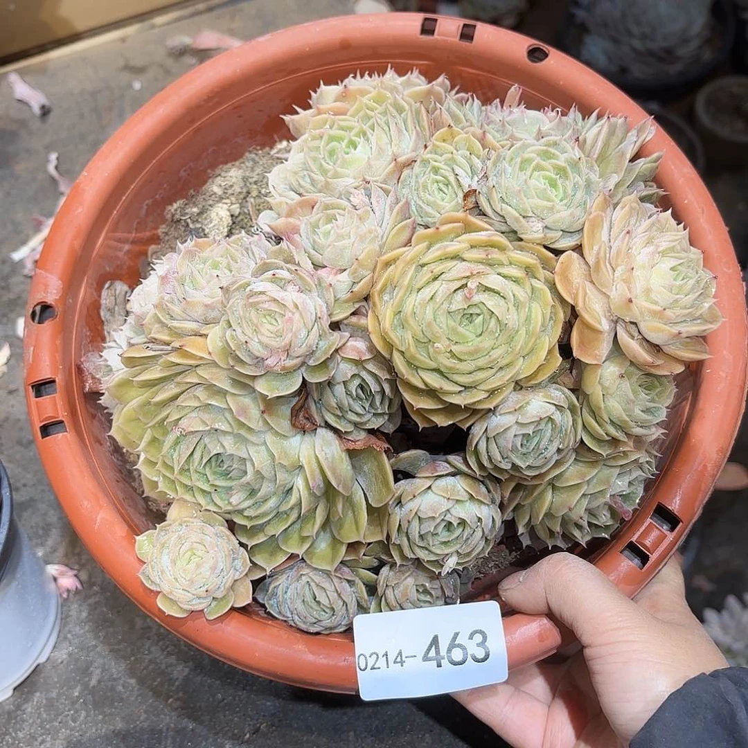 宋**运同温层多肉昂斯诺463