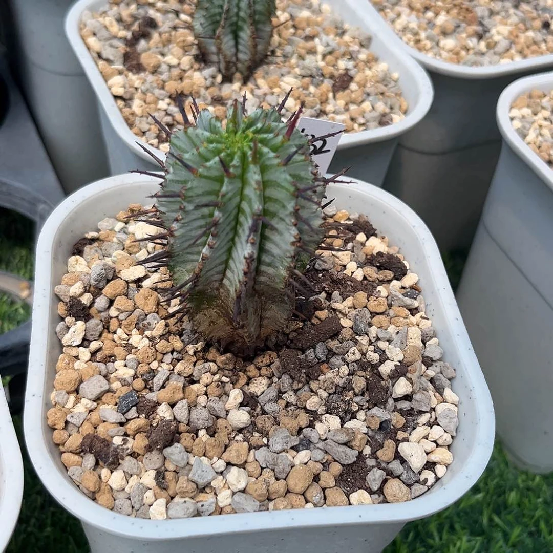 1032脱土发 白衣羽田斑马1111