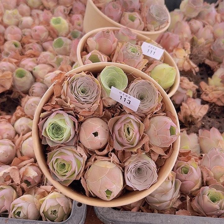 山地玫瑰多肉植物山地113