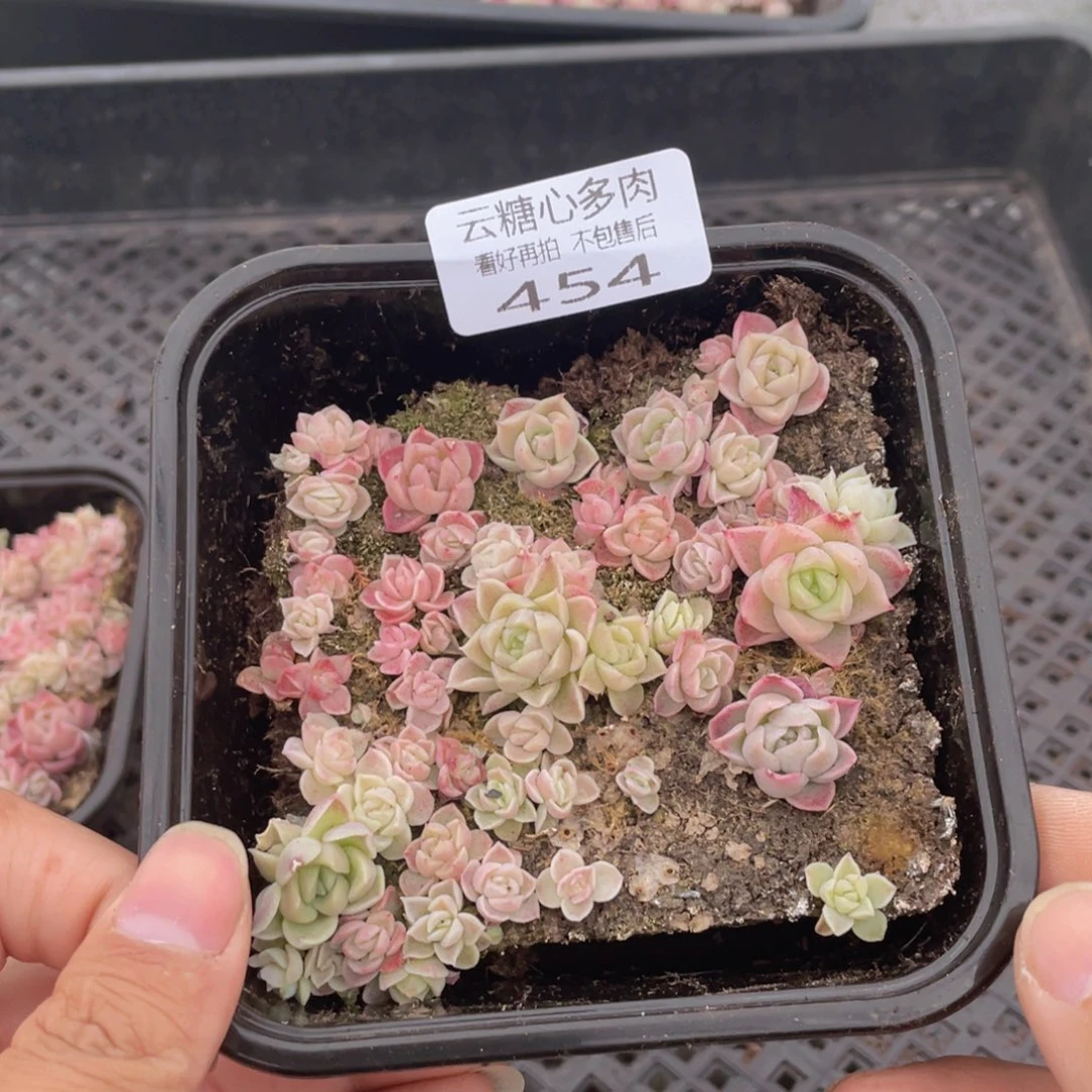 云糖心多肉植物454