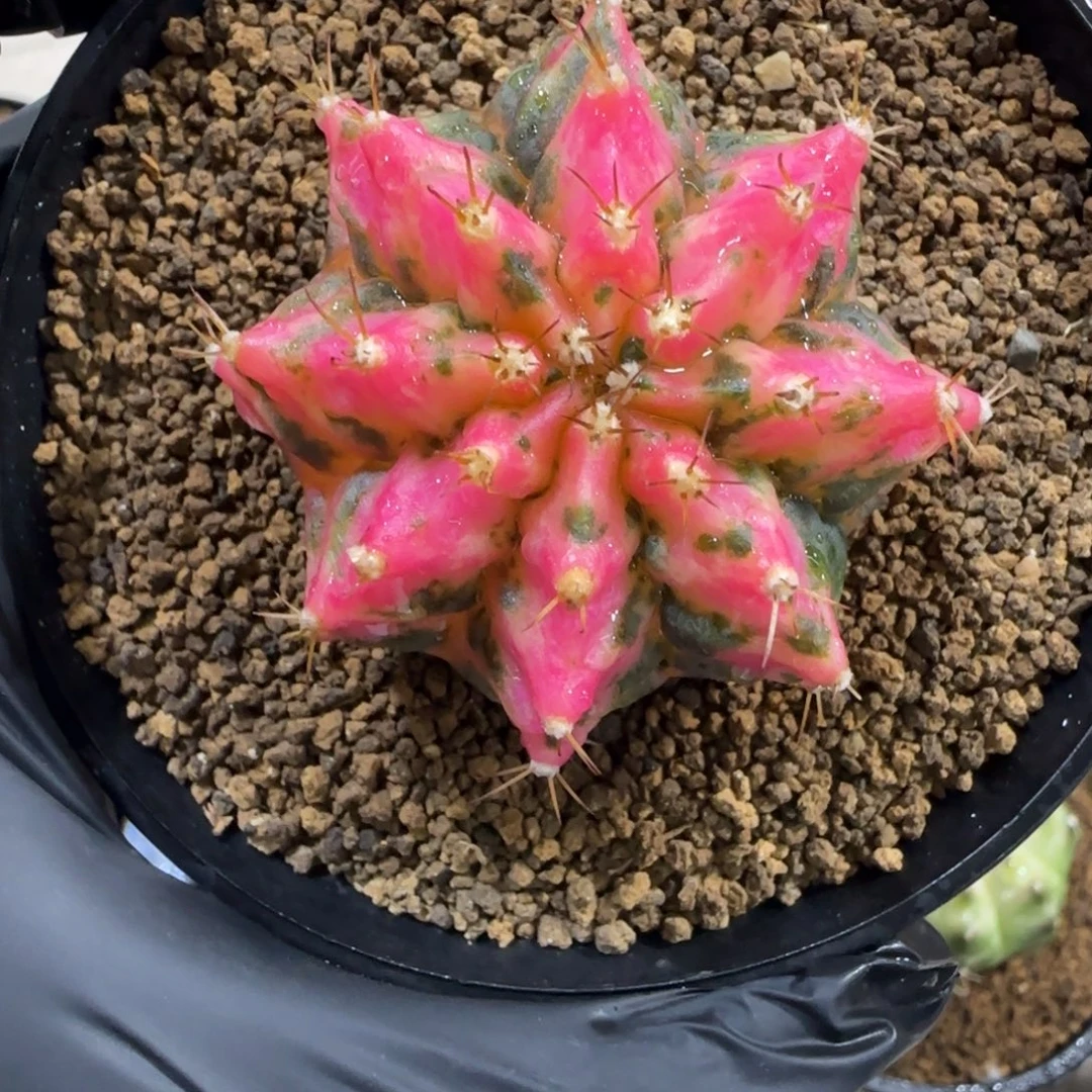 泰系实生海神锦粉色