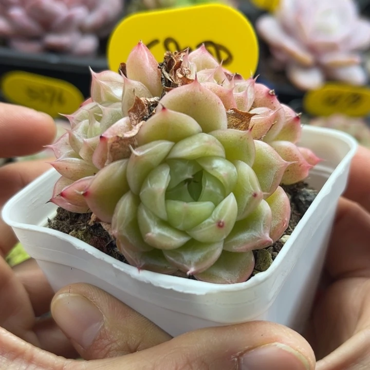 星云珍妮麦秆群5800