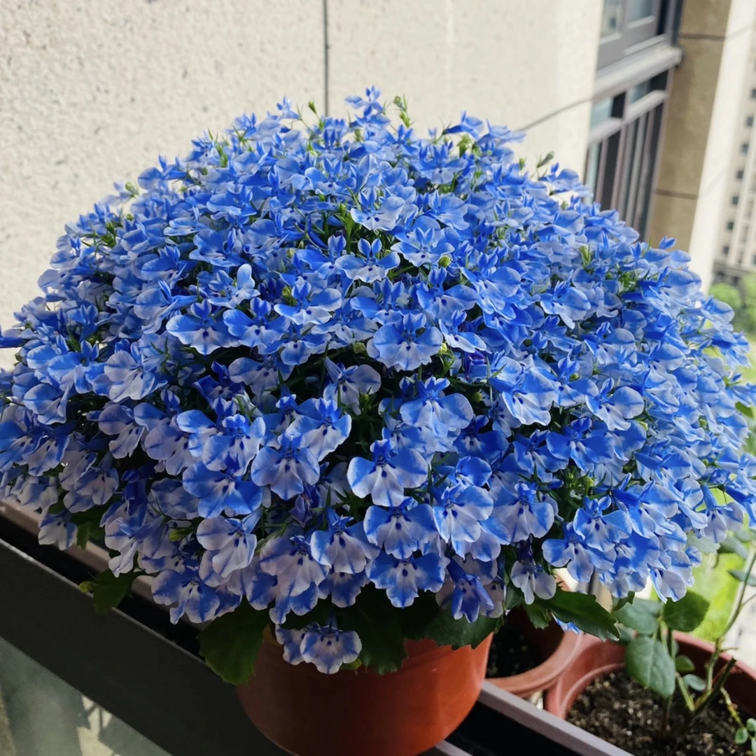 青花瓷六倍利丛生盆栽庭院阳台爆花强花卉新手易养护