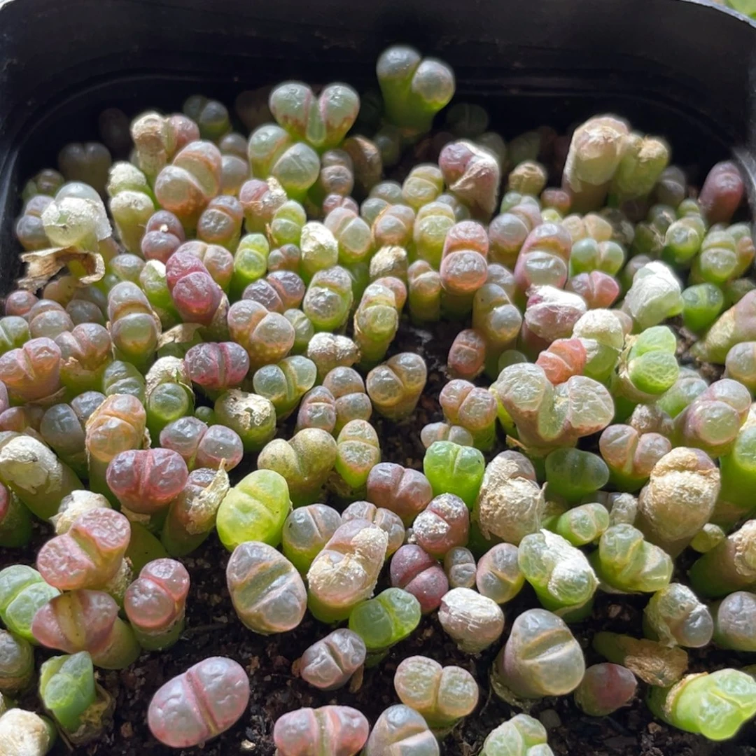 大盆特价一物一拍～51