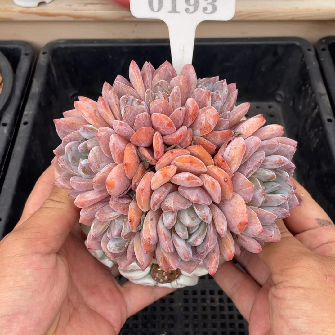 0193橙子不带盆15厘米