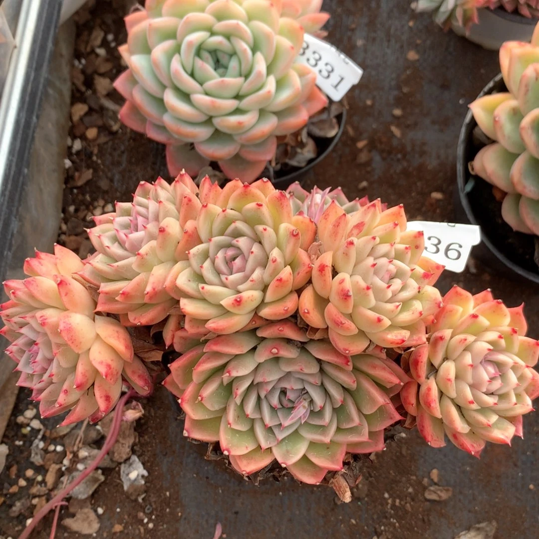 3336杂交多肉植物基地