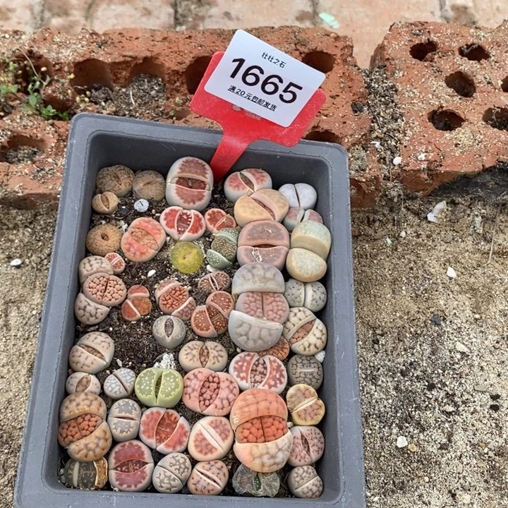 心**随1665长生石花小苗