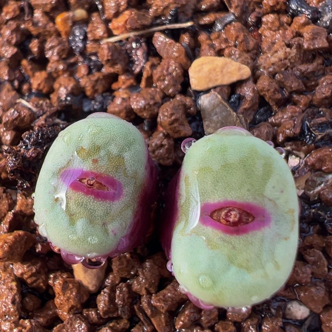 23多肉植物百科小红嘴