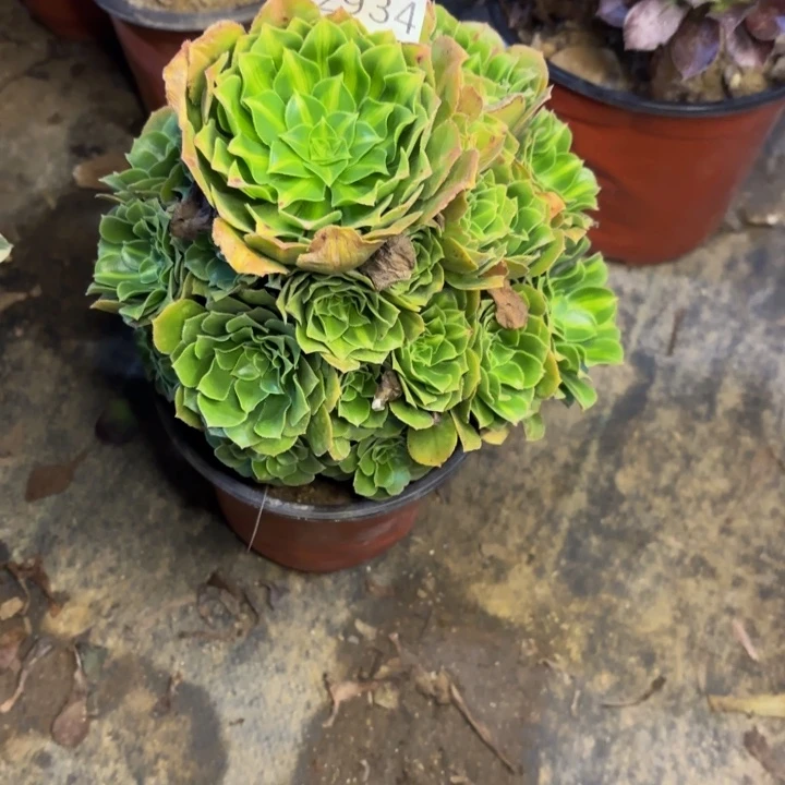 翡翠琉璃多肉处理不包断头2934