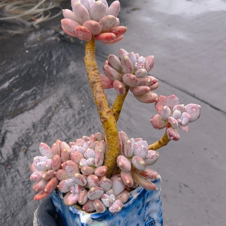 冲****。稻田姬多头老桩群