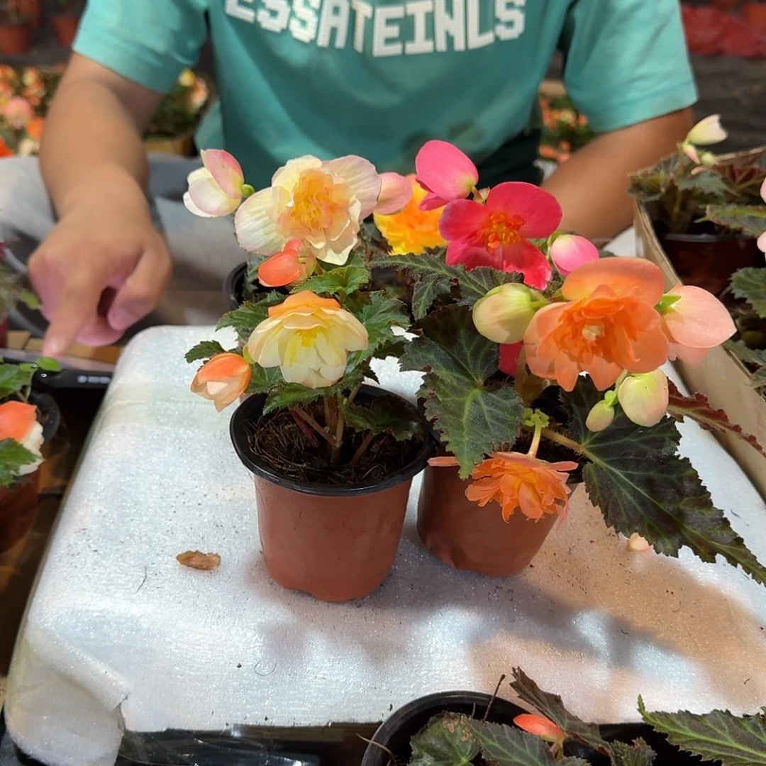 大部分花苞少量开放景观四色有香槟，不拍保温冻死不售后