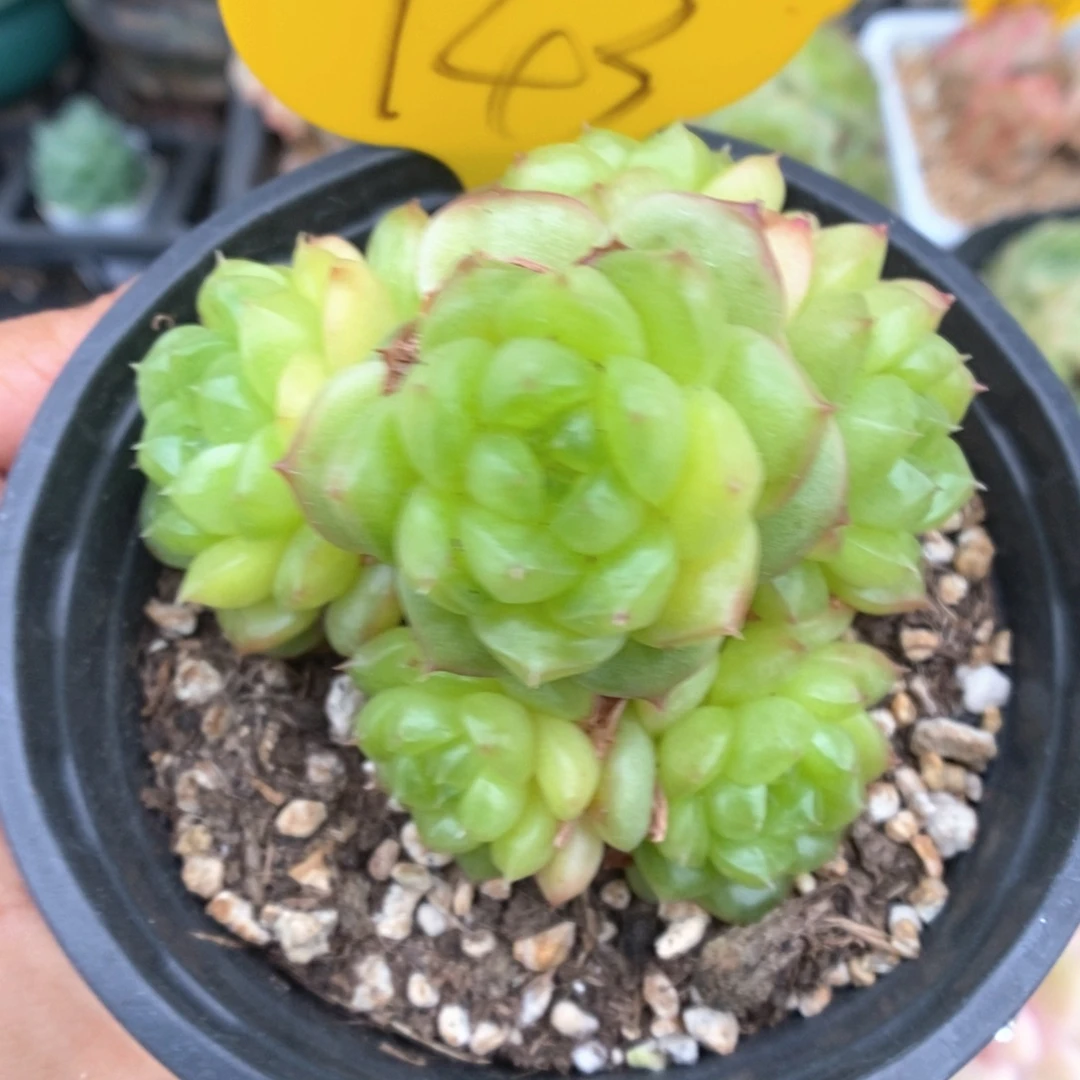 灯泡珍妮群生743号